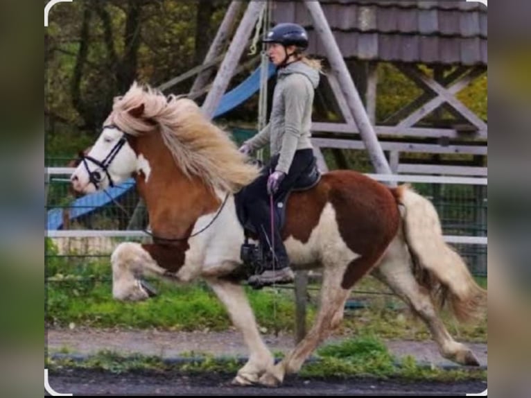 IJslander Ruin 5 Jaar 138 cm Vos in Geldern