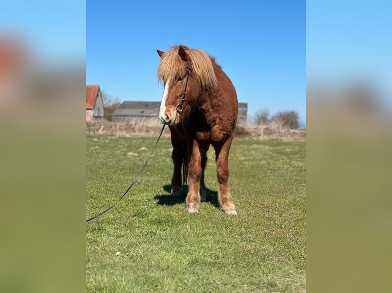 IJslander Ruin 5 Jaar 138 cm Vos in Hohenfelde