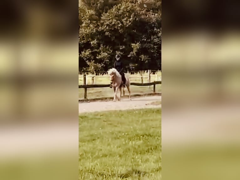 IJslander Ruin 5 Jaar 139 cm Palomino in Dorsten