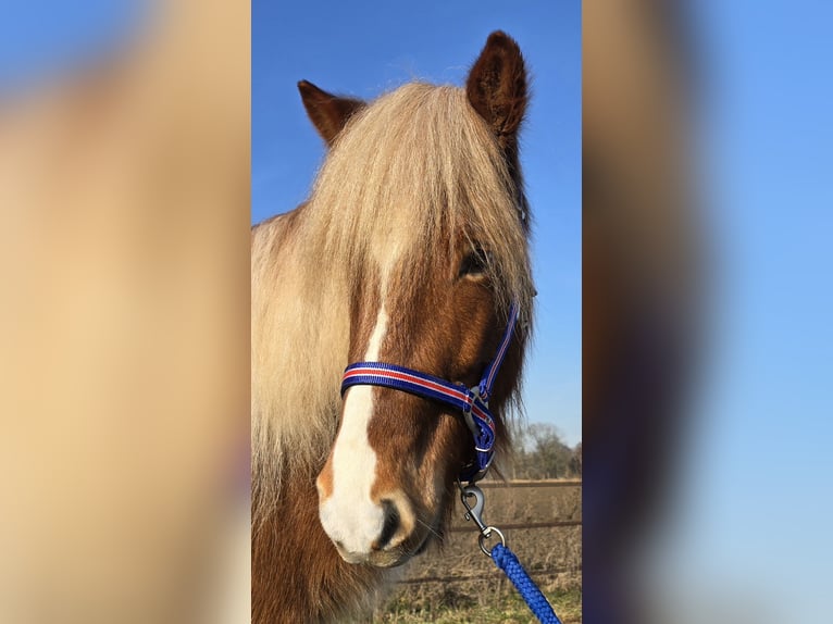 IJslander Ruin 5 Jaar 139 cm Vos in Wanroij