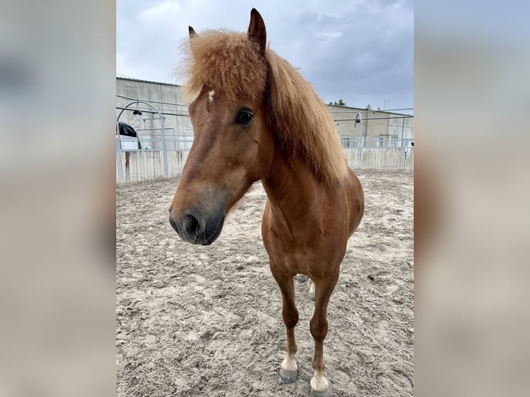 IJslander Ruin 5 Jaar 140 cm Vos in Ilsfeld