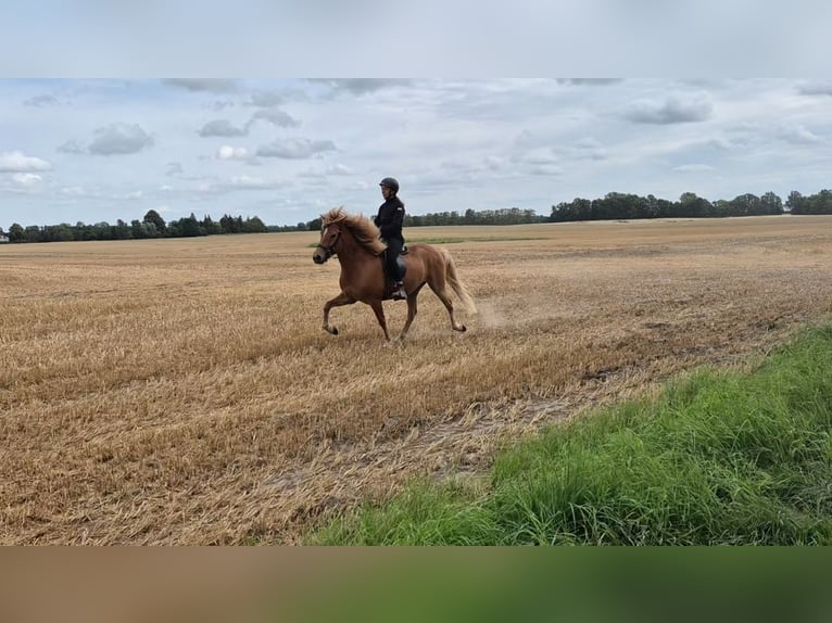 IJslander Ruin 5 Jaar 142 cm Vos in Viersdorf