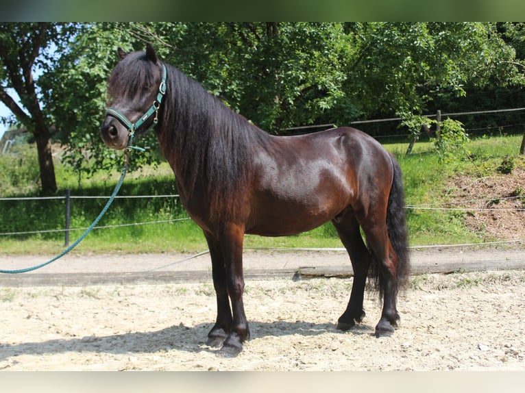 IJslander Ruin 5 Jaar 142 cm Zwart in Lindlar