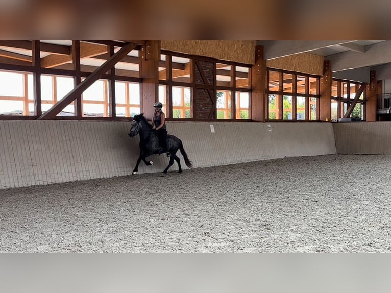 IJslander Ruin 5 Jaar 142 cm Zwartschimmel in Soltau