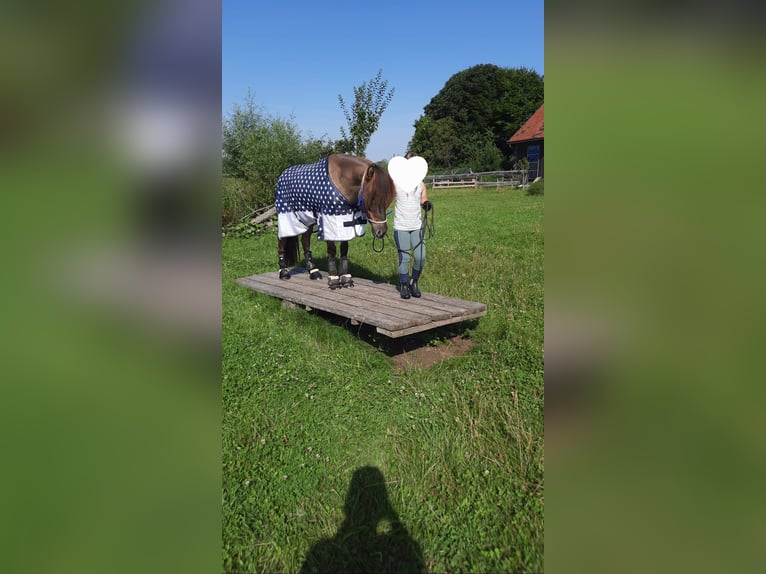 IJslander Ruin 5 Jaar 144 cm Falbe in Bobingen