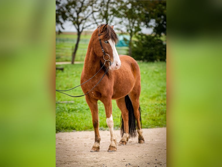 IJslander Ruin 5 Jaar 144 cm Gevlekt-paard in Aichtal