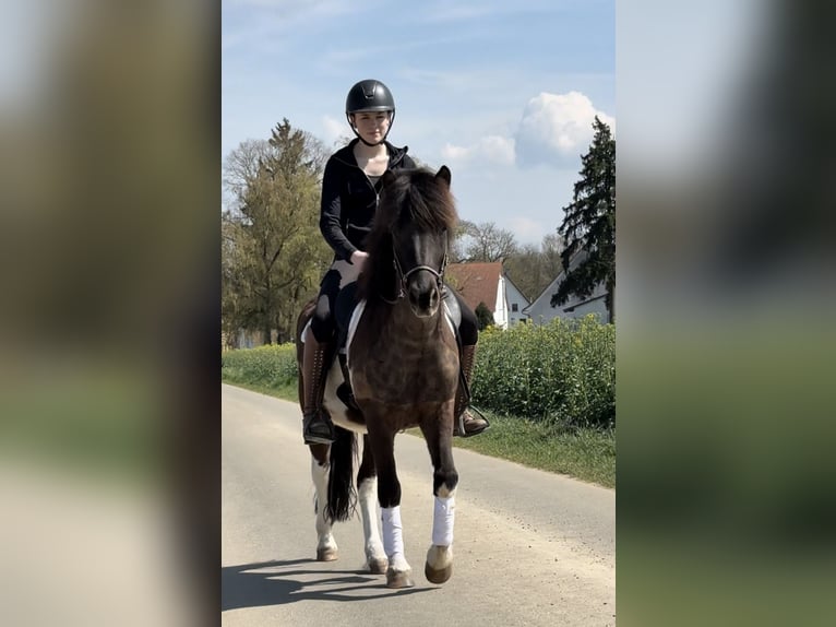 IJslander Ruin 5 Jaar 144 cm Gevlekt-paard in Achstetten