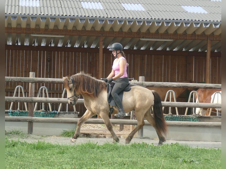 IJslander Ruin 5 Jaar 145 cm Buckskin in Euskirchen