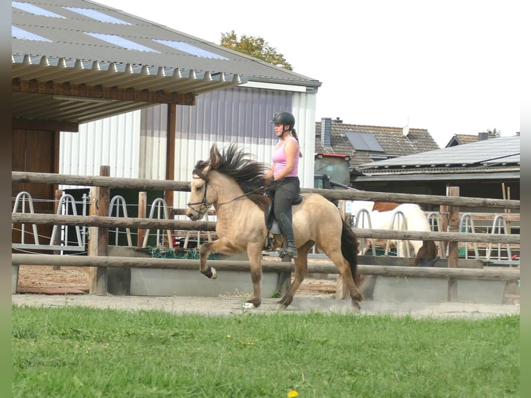 IJslander Ruin 5 Jaar 145 cm Buckskin in Euskirchen