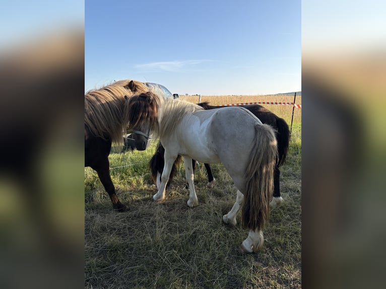 IJslander Ruin 5 Jaar 145 cm in Rosbach vor der H&#xF6;he Ober-RosbachRosbach