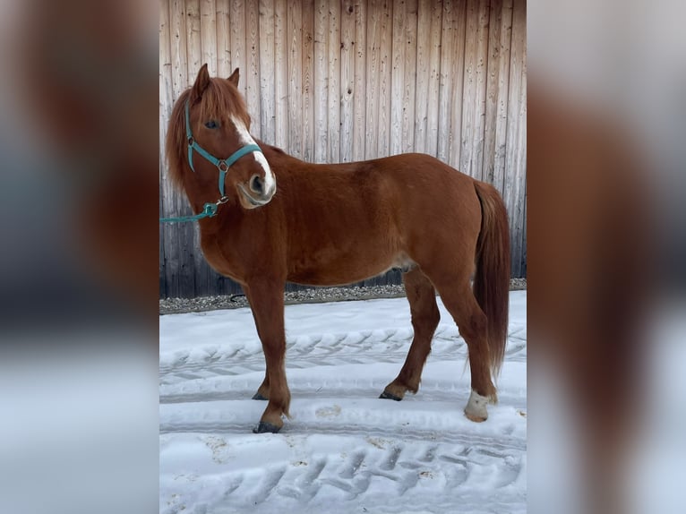 IJslander Mix Ruin 5 Jaar 145 cm Vos in Bayerbach