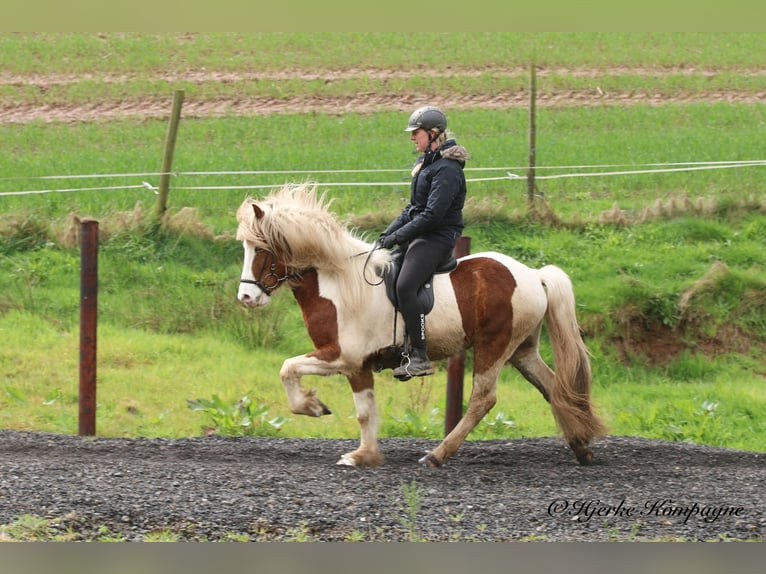 IJslander Ruin 5 Jaar 148 cm Gevlekt-paard in Dohm-Lammersdorf