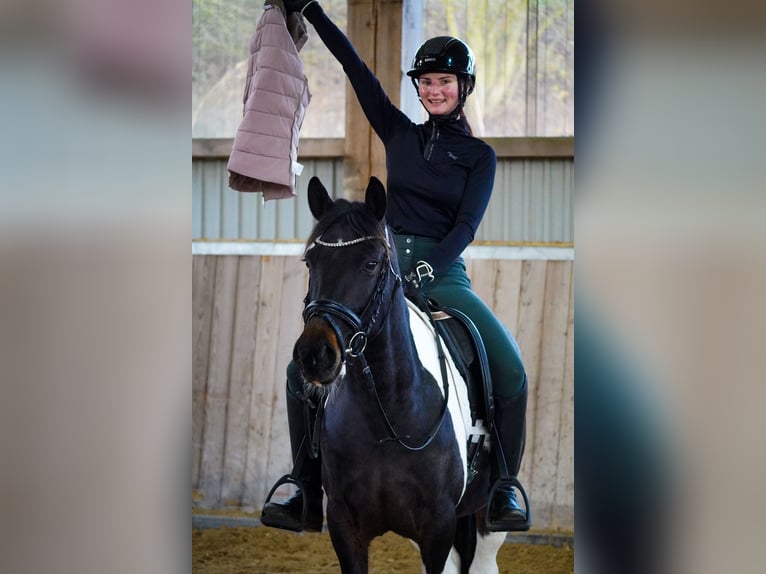 IJslander Mix Ruin 5 Jaar 150 cm Gevlekt-paard in Nettersheim