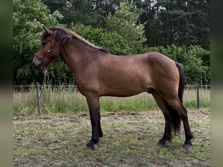 IJslander Ruin 5 Jaar Bruin in Buchholz in der Nordheide