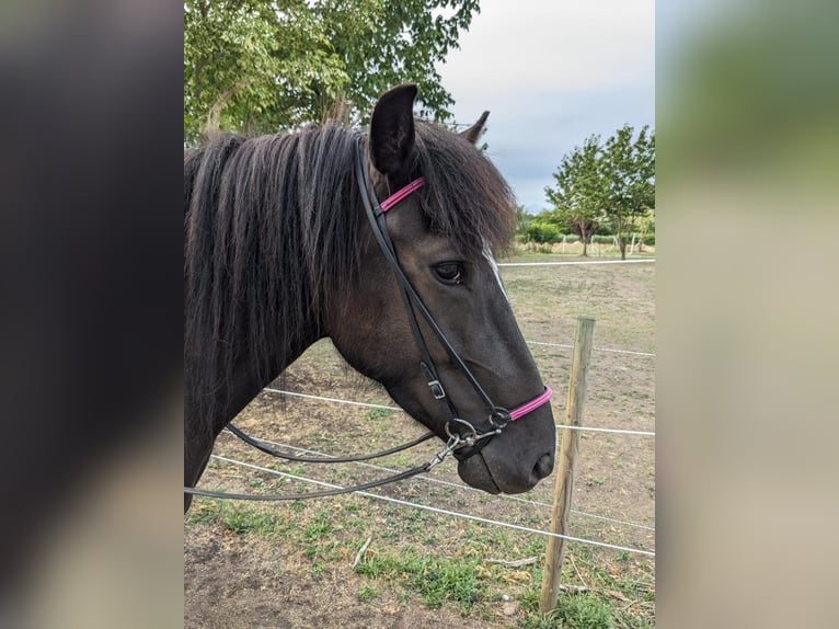 IJslander Ruin 5 Jaar Gevlekt-paard in Ettlingen