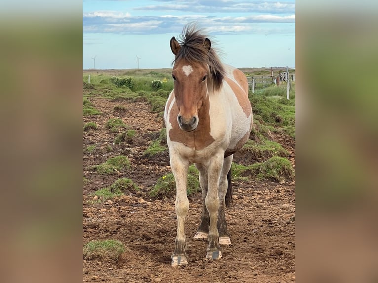 IJslander Ruin 5 Jaar Gevlekt-paard in Südisland
