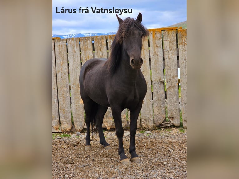 IJslander Ruin 5 Jaar in Reykjavik