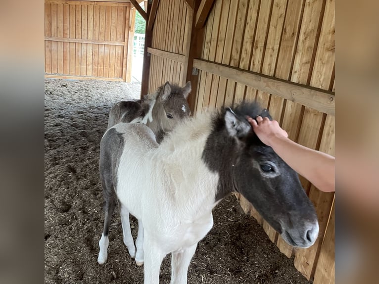 IJslander Ruin 5 Jaar  in Seesbach