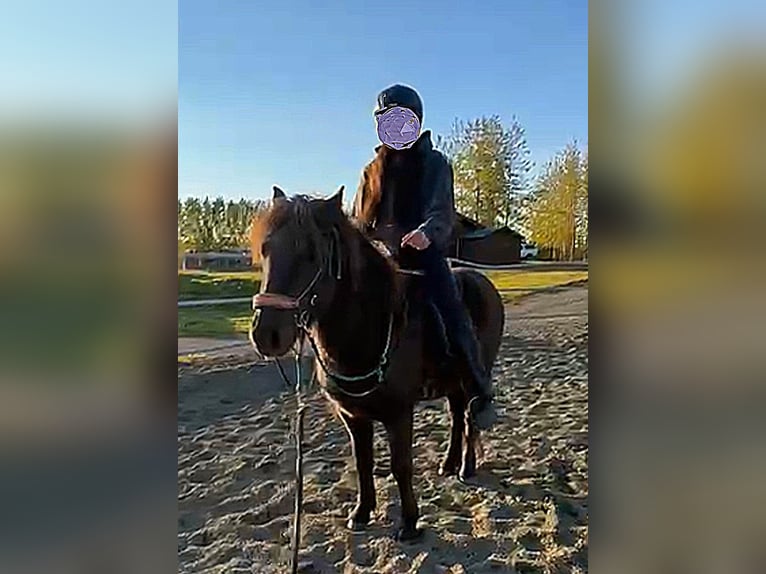 IJslander Ruin 5 Jaar Zwart in Kirkjubæjarklaustur