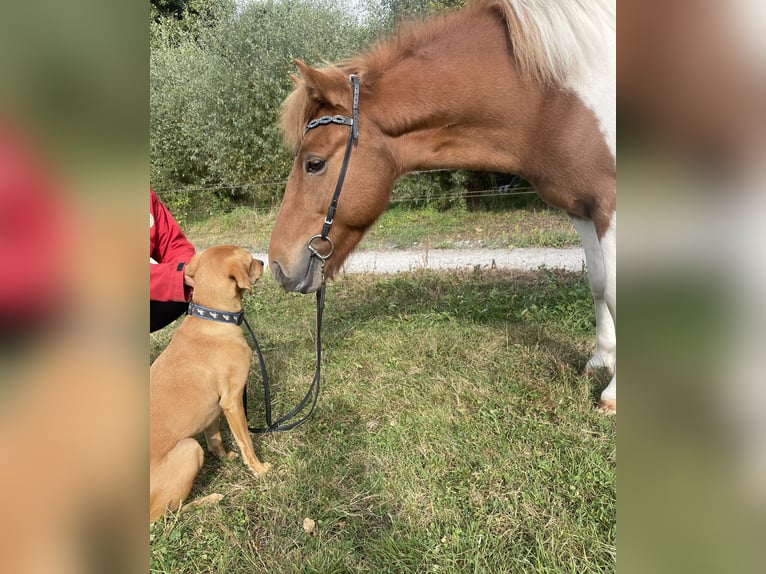 IJslander Ruin 6 Jaar 132 cm Gevlekt-paard in Benneveld