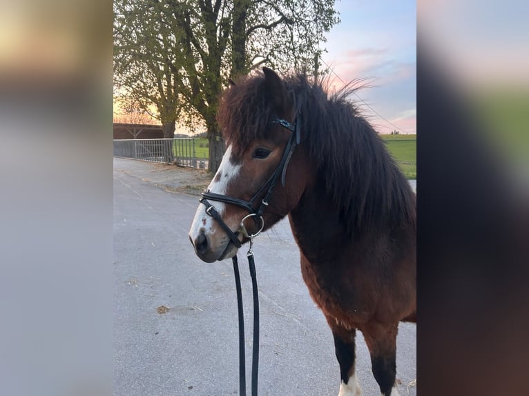 IJslander Ruin 6 Jaar 133 cm Bruin in Stimpfach