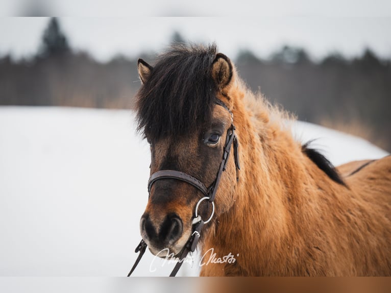 IJslander Ruin 6 Jaar 136 cm Buckskin in Kodasoo