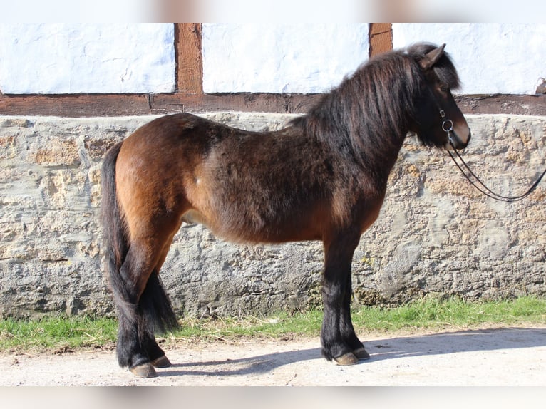 IJslander Ruin 6 Jaar 137 cm Bruin in Bad Driburg