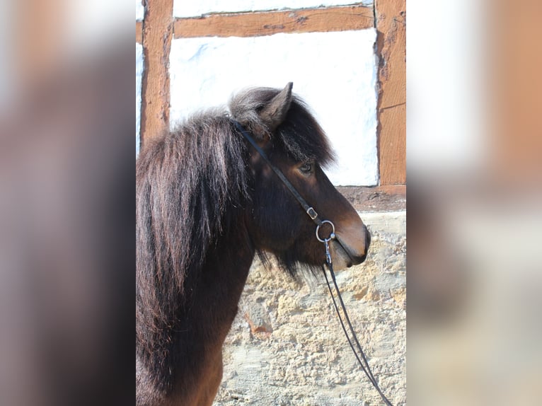 IJslander Ruin 6 Jaar 137 cm Bruin in Bad Driburg