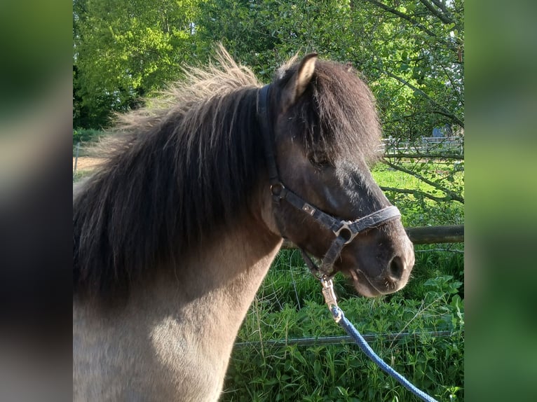 IJslander Ruin 6 Jaar 138 cm Falbe in Wiemersdorf