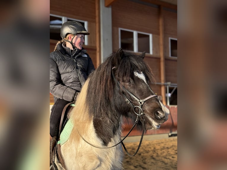 IJslander Ruin 6 Jaar 138 cm Gevlekt-paard in Achstetten