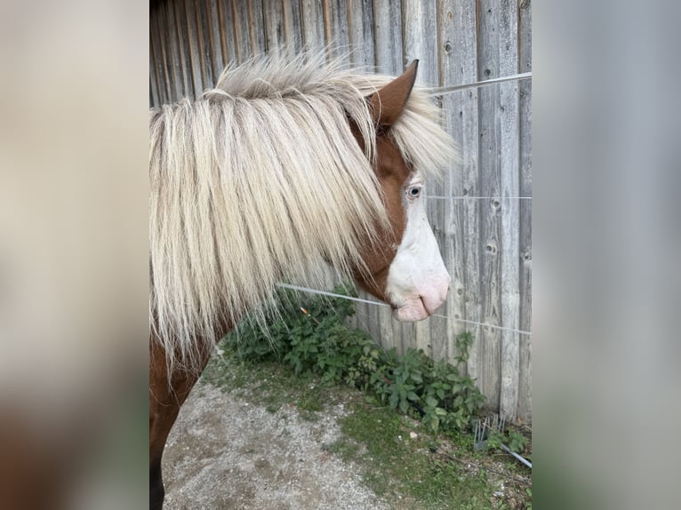 IJslander Ruin 6 Jaar 138 cm Gevlekt-paard in Freising