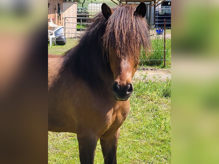 IJslander Ruin 6 Jaar 140 cm Bruin in Schneverdingen-Schülern