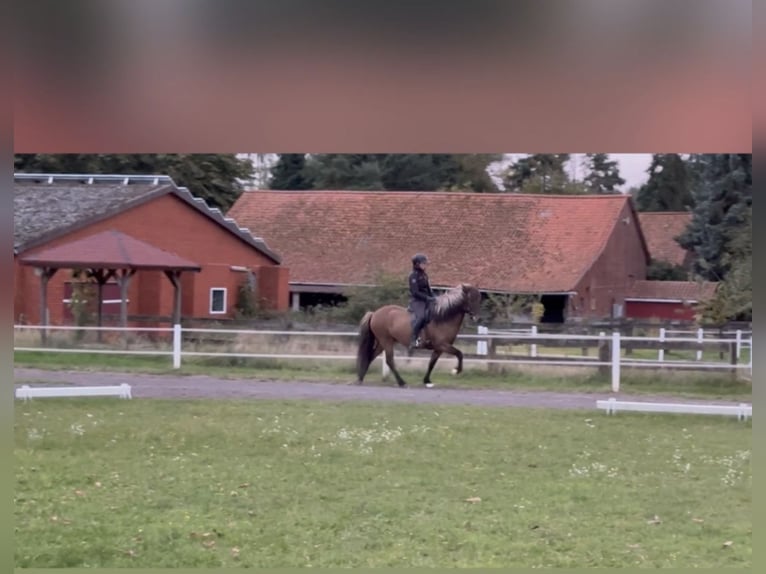 IJslander Ruin 6 Jaar 140 cm Falbe in Martfeld