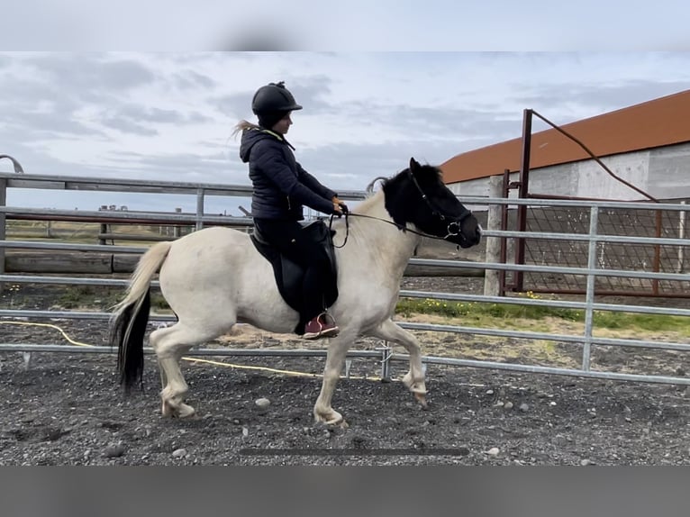 IJslander Ruin 6 Jaar 140 cm Gevlekt-paard in HVOLSVÖLLUR