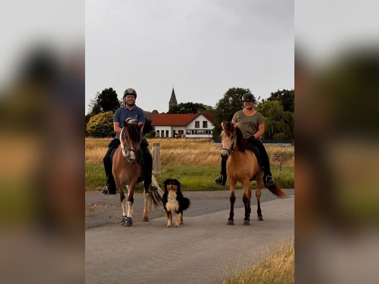 IJslander Ruin 6 Jaar 142 cm Gevlekt-paard in Euskirchen