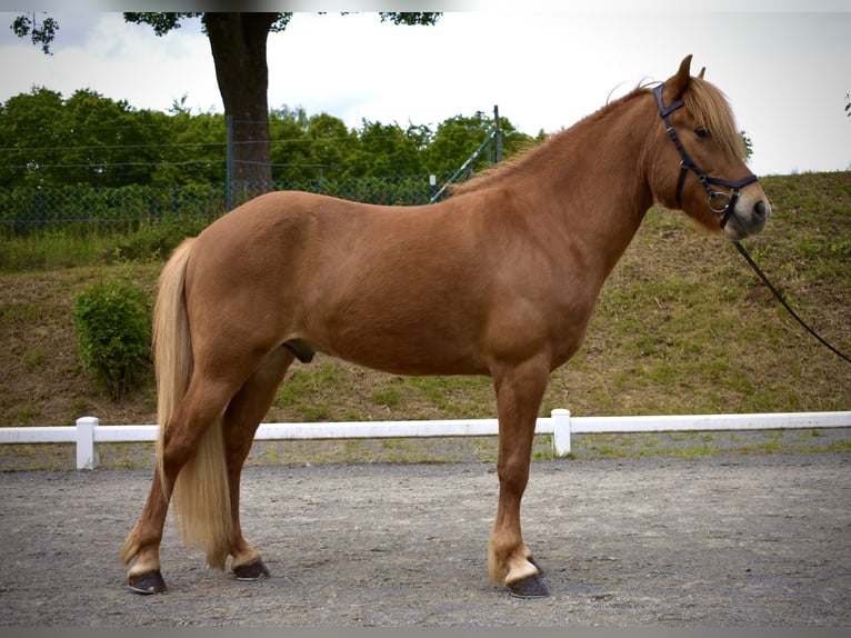 IJslander Ruin 6 Jaar 142 cm Vos in Wermelskirchen