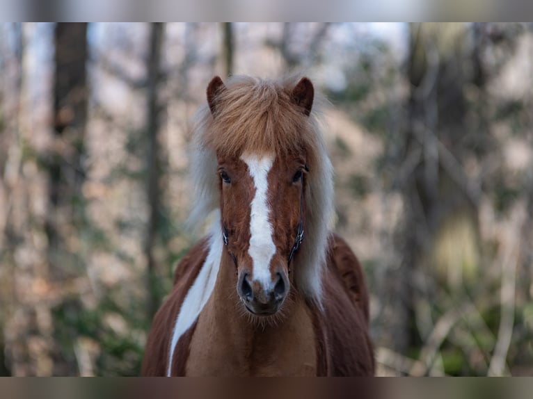 IJslander Ruin 6 Jaar 143 cm Gevlekt-paard in Aachen