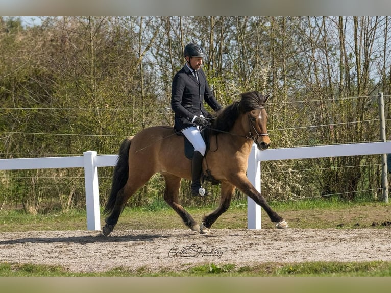 IJslander Ruin 6 Jaar 145 cm Falbe in Horst