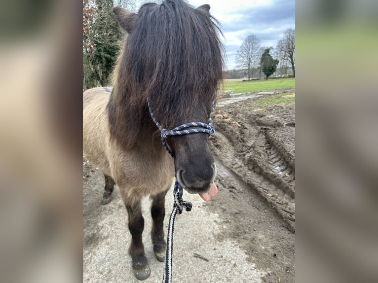 IJslander Ruin 6 Jaar 145 cm Falbe in Sankt Julian