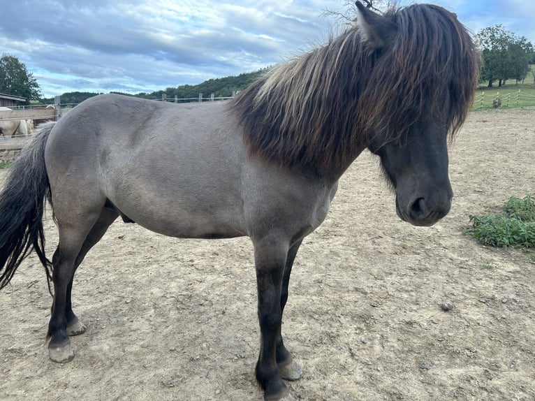 IJslander Ruin 6 Jaar 145 cm Roan-Blue in Sankt Julian