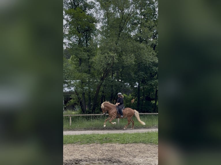 IJslander Ruin 6 Jaar 145 cm Vos in Roetgen
