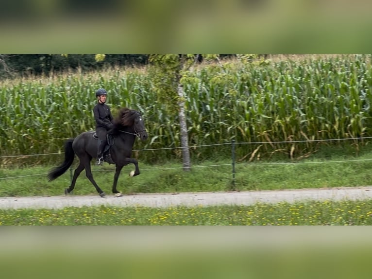 IJslander Ruin 6 Jaar 145 cm Zwart in Steinh&#xF6;ring