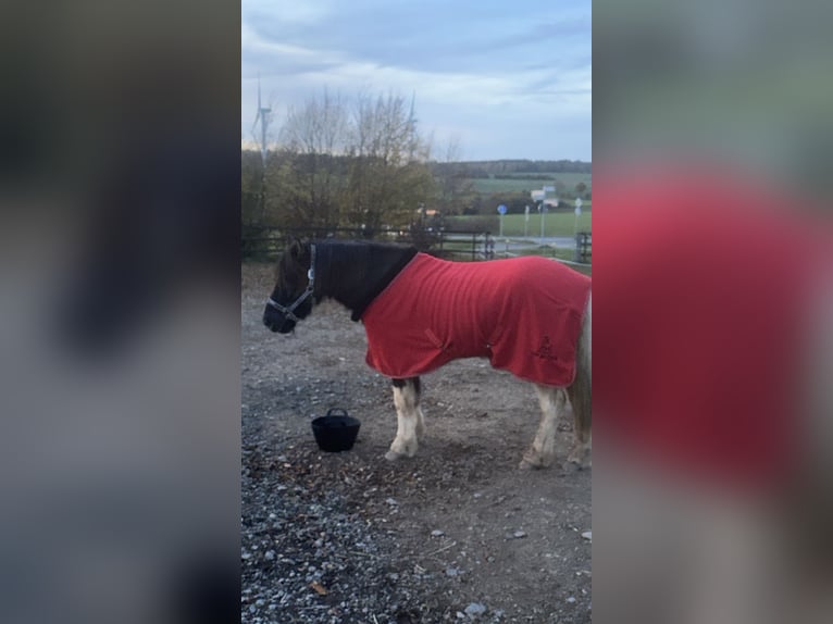 IJslander Ruin 6 Jaar 148 cm Gevlekt-paard in Kall