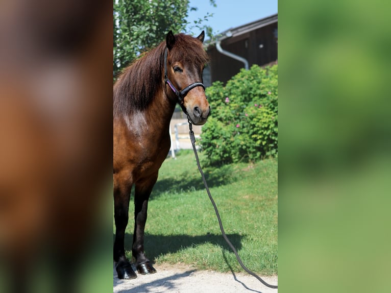 IJslander Ruin 6 Jaar Bruin in Stra&#xDF;walchen