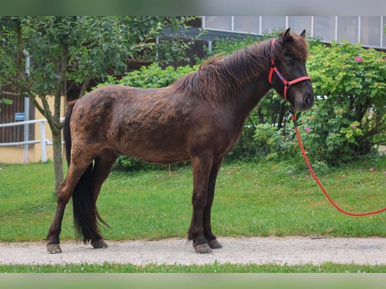 IJslander Ruin 6 Jaar Zwart in Stra&#xDF;walchen