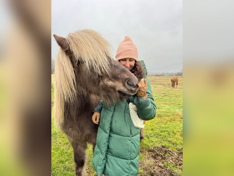 IJslander Ruin 7 Jaar 133 cm  in Bad Peterstal-Griesbach