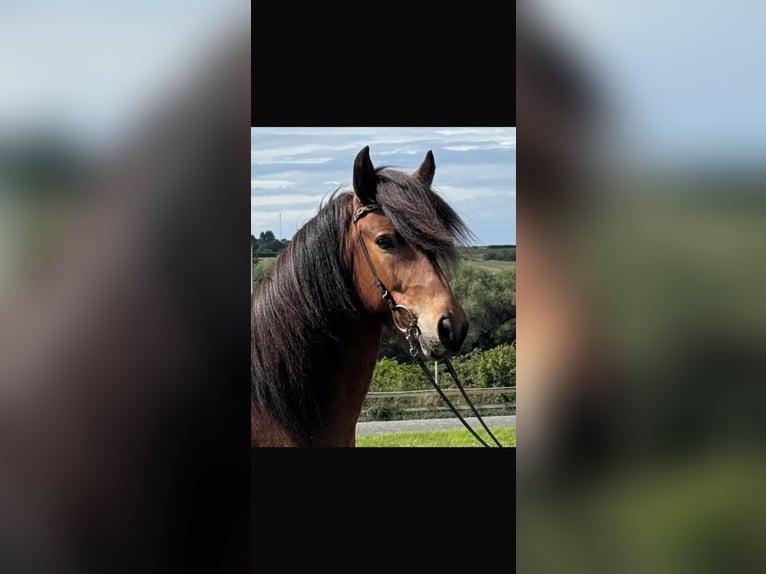 IJslander Ruin 7 Jaar 135 cm Bruin in Wehrheim