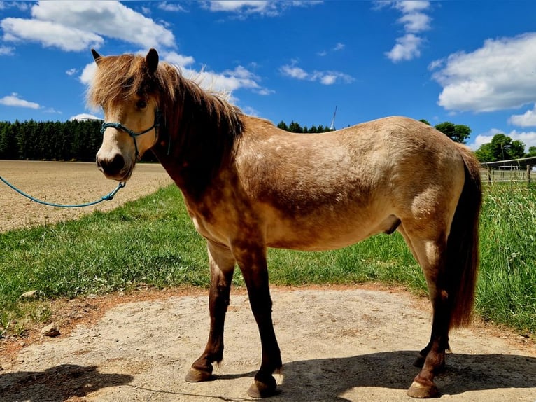 IJslander Ruin 7 Jaar 135 cm Buckskin in Liederbach am Taunus