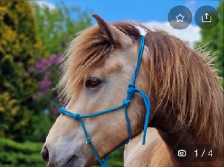 IJslander Ruin 7 Jaar 135 cm Buckskin in Liederbach am Taunus