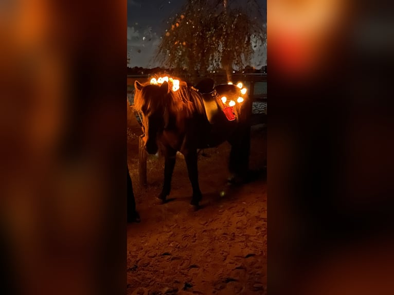 IJslander Ruin 7 Jaar 135 cm Zwart in Butjadingen